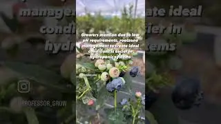 Advantages of hydroponic blueberry production. #hydroponics #hydroponicsfarming