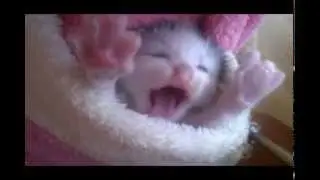 Very cute kitty couple