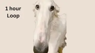 Didn't I do it for you | 1 hour Loop |