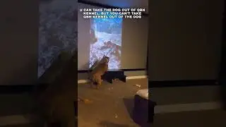 What All QBN Kennel American Bully Dogs Do‼️ 