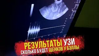 ultrasound. How many puppies will Bella's spitz have. When the spitz is born
