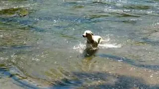 Dog is having fun in the river