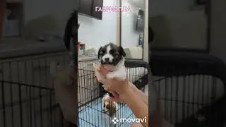 ГАБРИЭЛЛА!!!