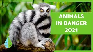 ANIMALS in danger of EXTINCTION in 2021 🐬⚠️