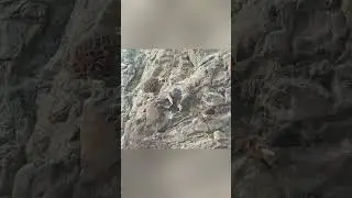 Blue sheep climb steep cliffs