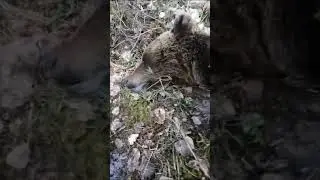 Медведь уснул