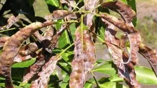 Mango Die Back  ڈسسیس and Mango Sudden Death Disease Managments #Dieback #Suddendeath #Gummosis