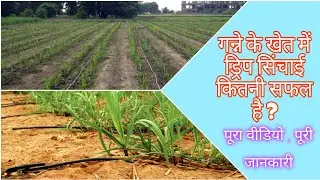 गन्ने की खेत में ड्रिप सिंचाई कैसे लगाए,क्या ड्रिप सिंचाई सफल है गन्ने मे #sugarcane #गन्ना #ड्रिप