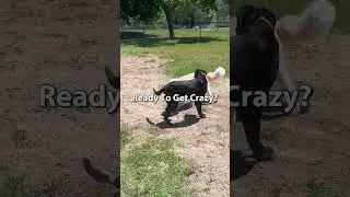 How dogs act at dog parks 