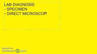 Microbiology 370 c LeptoSpirosis Weils Disease Lab Diagnosis