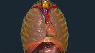 Pleura e seni pleurici