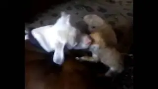 Welcome to Ely and Friends! (A rescue family!)