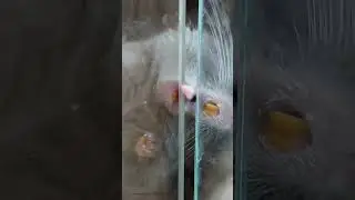 Дегу лизуны