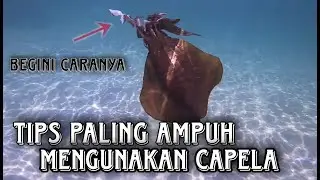 TIPS PALING AMPUH MANCING CUMI-CUMI MENGGUNAKAN KAPELA/EGI