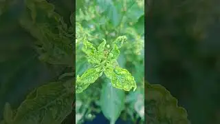 প্রাকৃতিক সৌন্দর্য, #ra_rashid_unlimited