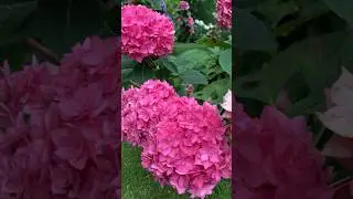 #hydrangea