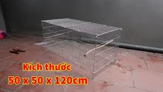 Làm lồng lực Chào Mào giá 100k | Cá Mập TV