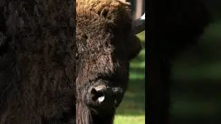 Bison facts you didn't know #bison #bisons #animals #animalfacts