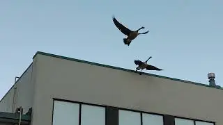 Rooftop Geese in the morning