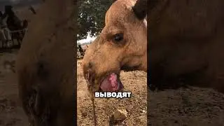 Как верблюды выводят наружу свой орган? 🐪😲