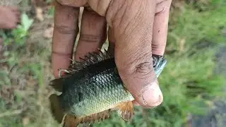 traditional fish trap | Faith is life | This is the life of a fish 