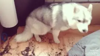 Хаски напакостил))