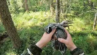НЕ ПРОХОДИМАЯ ТАЙГА / НОВАЯ НОРА НА ТРОПЕ / ТАЁЖНАЯ ИЗБА / ЖИЗНЬ В ТАЙГЕ