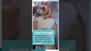 Осмотр ротовой полости у кролика