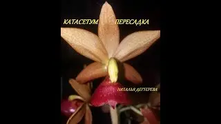 Пересадка орхидеи морковки после зимней спячки | Катасетум Тайвань Голд Оранж