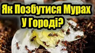 Вигнав Мурах із Городу та Саду Без Хімії Народним Засобом! Як Позбутися Мурах Раз і Назавжди