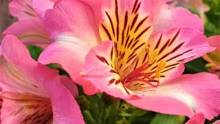 Alstroemeria Inticancha Sunshine