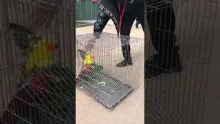 Parrot Talking - Smart And Funny Parrots Video | EP704