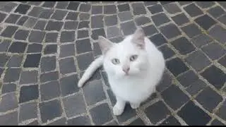 white cat meow