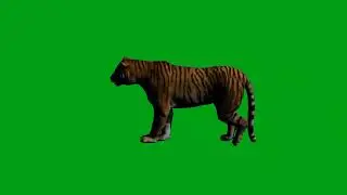 Tiger walking green screen video | Copyright Free