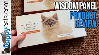 The Best Cat DNA Test: Wisdom Panel Review - Find Out if Your Cat is Purebred