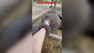 Cute Baby Elephant #animal #elephant