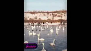 В Алтайском крае туристы с детьми провалились под лёд