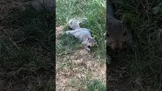 Американский бельчонок