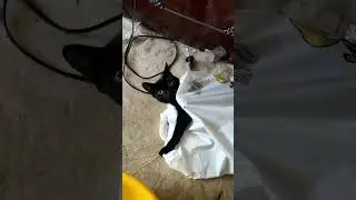 Кот в пакете) 