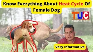 Know Everything About The Heat Cycle Of A Female Dog | Female Dog In Heat | TUC Explained