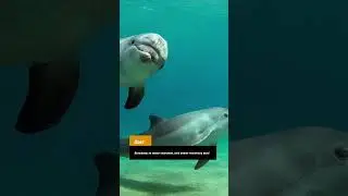 А знали ли вы, что дельфины… #shorts