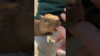 The cutest 