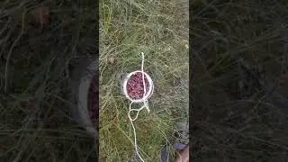 Сбор клюквы 2020 год ( охота))
