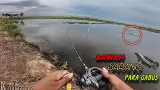 GOK1L‼️ CUMA DIBELAKANG RUMAH SUDAH BISA STRIKE GABUS | CASTING Ikan GABUS