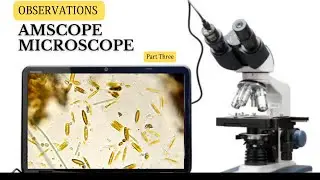AmScope Microscope Observation of Pond Water Organisms | #Diatoms