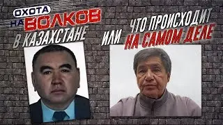 WOLF hunt in Kazakhstan, or what's really going on!