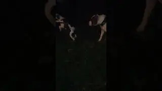 Новые друзья.