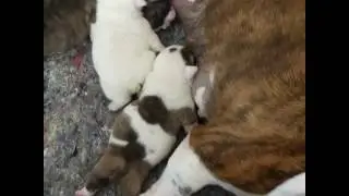 Canil D'blanco Bulldog inglês