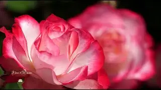 FLEUR D'AMOUR - Michel Pépé