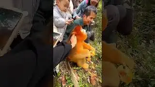 Это самая послушная обезьяна, которую я видел 🐒 #обезьяна #shorts #животные